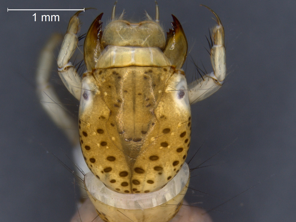 Polycentropus irroratus